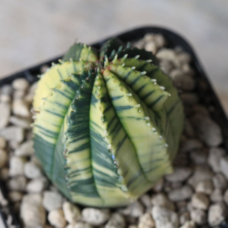 ユーフォルビア 魔紅キリン錦 | hanayoshi-botanical