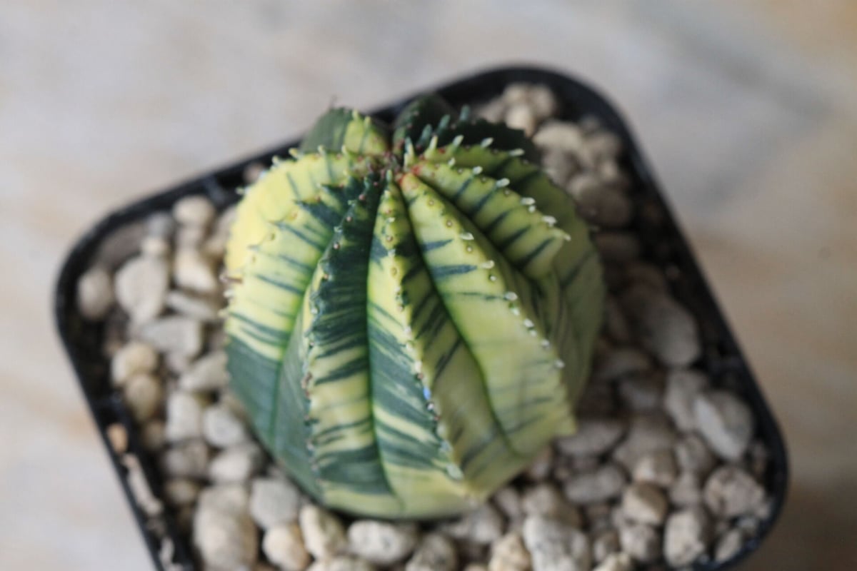 ユーフォルビア 魔紅キリン錦 | hanayoshi-botanical