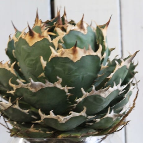Agave titanota Jupiter