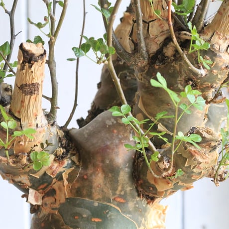 Bursera ファガロイデス