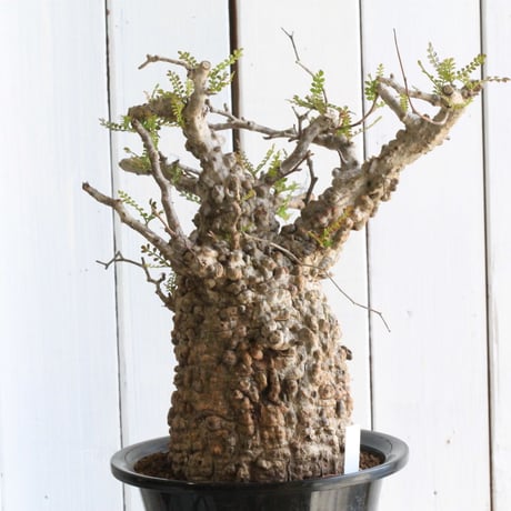 CATEGORY オペルクリカリア | hanayoshi-botanical CATEGORY オペルクリカリア | hanayoshi-botanical