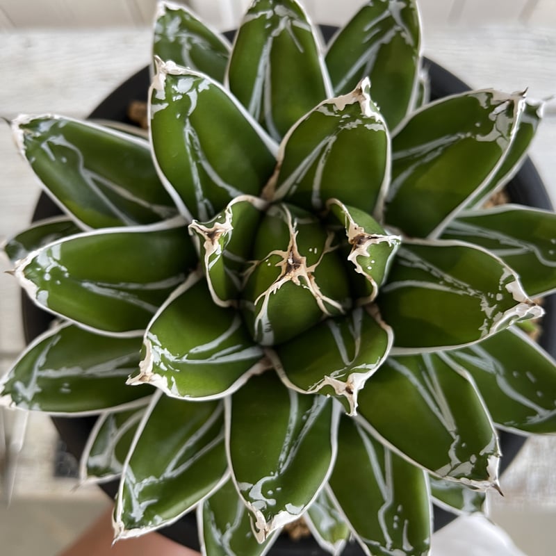 ダルマ笹の雪　発根済み　美株　大株 ダルマ笹の雪 発根済み 美株 大株 Yahoo!オークション -「アガベ