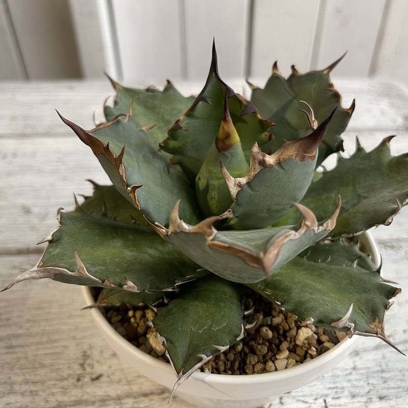 アガベ チタノタ NO.1 | hanayoshi-botanical