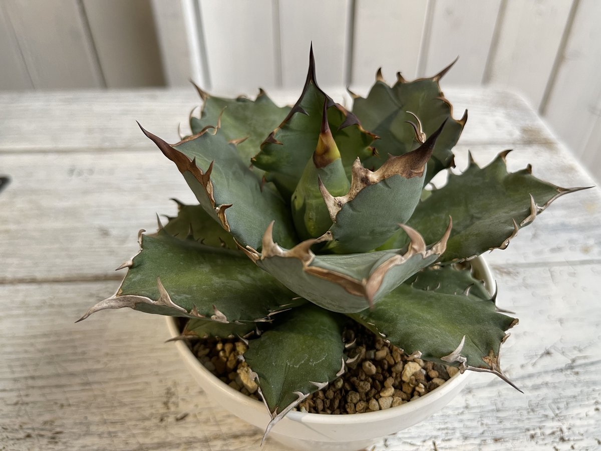 アガベ チタノタ NO.1 | hanayoshi-botanical