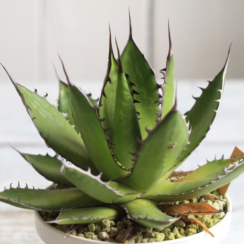 Agave ホリダメキシカルメトル | hanayoshi-botanical Agave ホリダメキシカルメトル | hanayoshi-botanical
