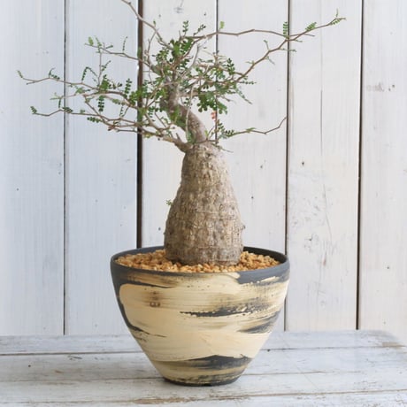 CATEGORY オペルクリカリア | hanayoshi-botanical CATEGORY オペルクリカリア | hanayoshi-botanical