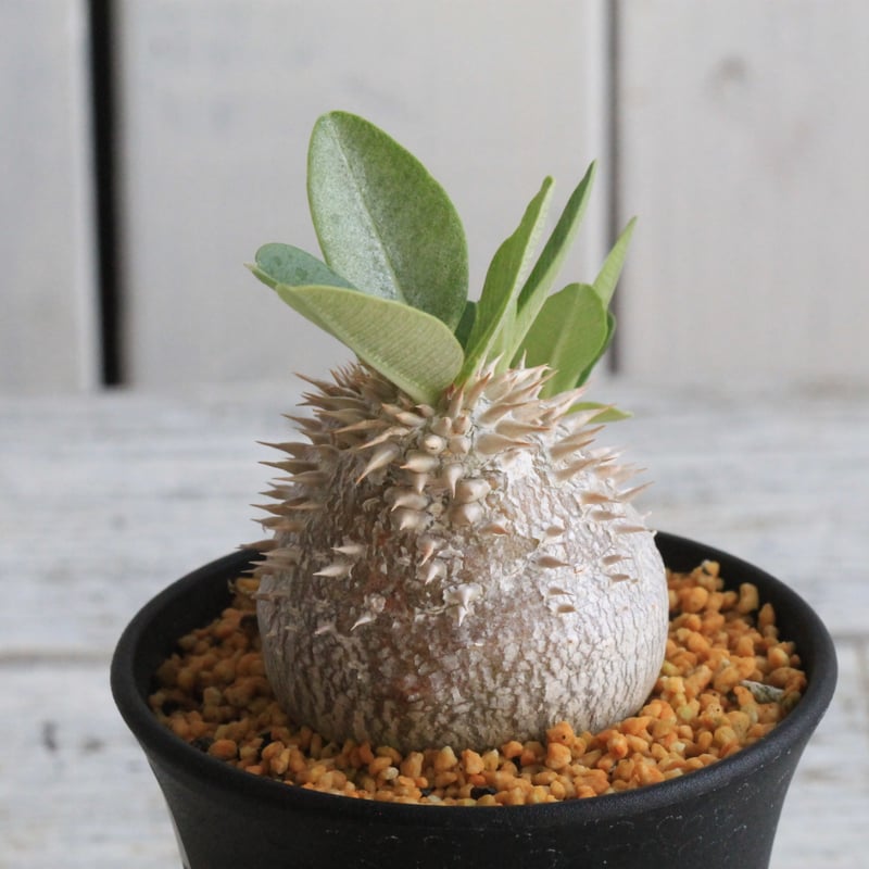 【特別セール品】 パキポディウム hanayoshi-botanical | 恵比寿大黒③ デンシカウレ サボテン