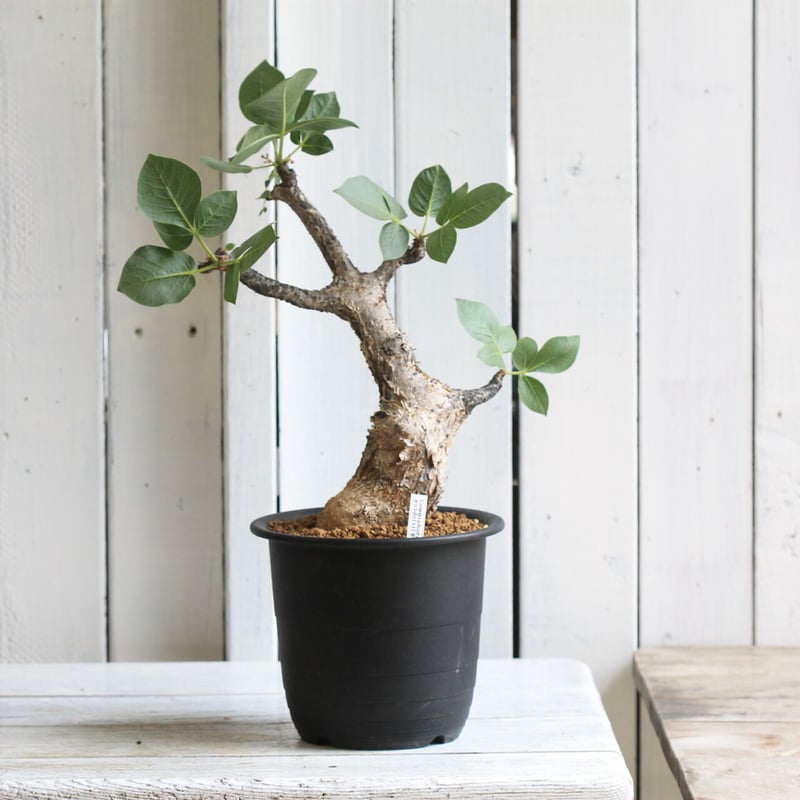 コミフォラ グイドッティ | hanayoshi-botanical