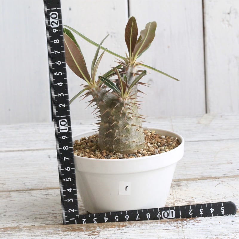 パキポディウム厳選実生7株セット パキポディウム アンボンゲンセ(実生) | hanayoshi-botanical