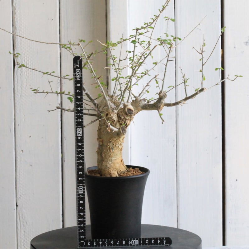 コミフォラ シンプリキフォリア | hanayoshi-botanical