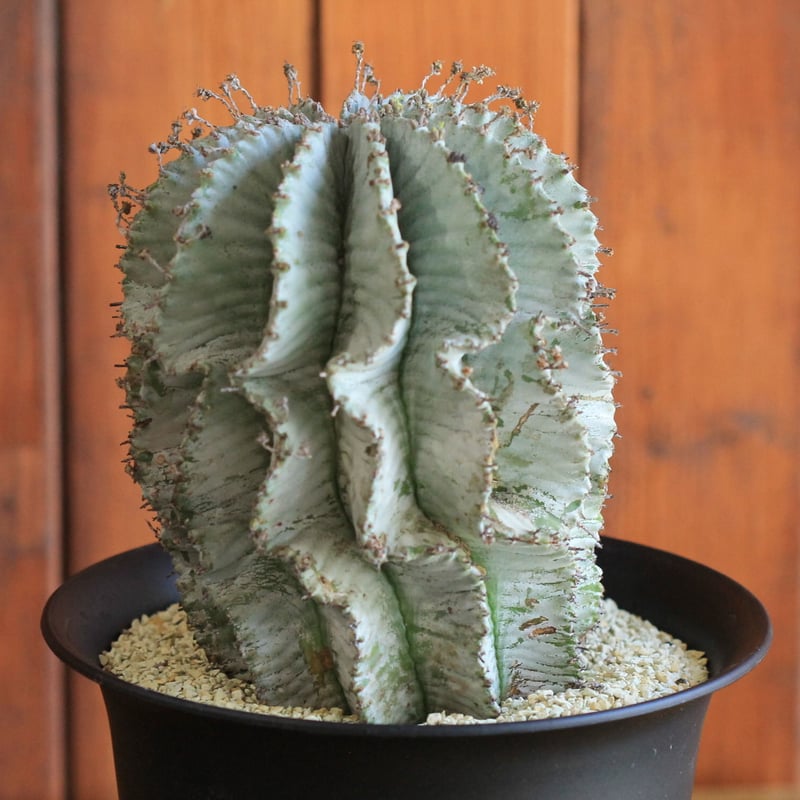 ホリダ アルバ 白いタイプ 1 極レア 特異タイプ Euphorbia horrida
