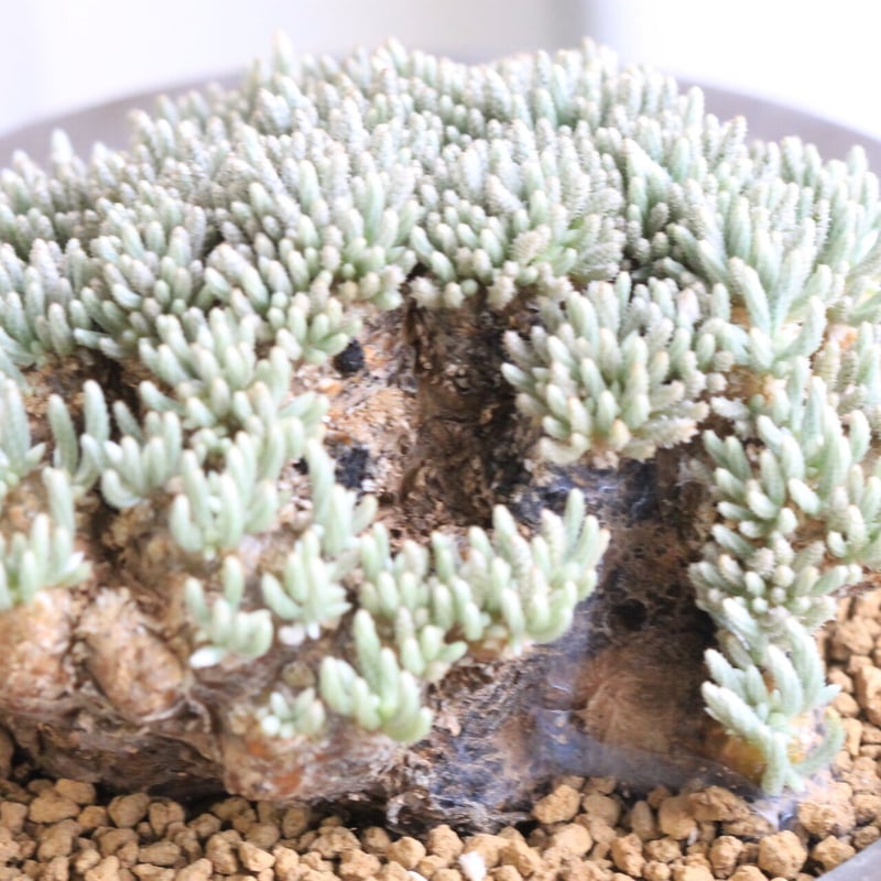 アボニア クイナリア | hanayoshi-botanical