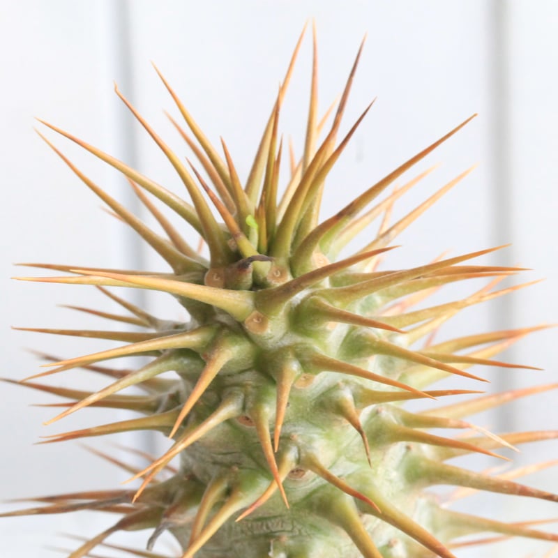 パキポディウム アンボンゲンセ 実生① | hanayoshi-botanical