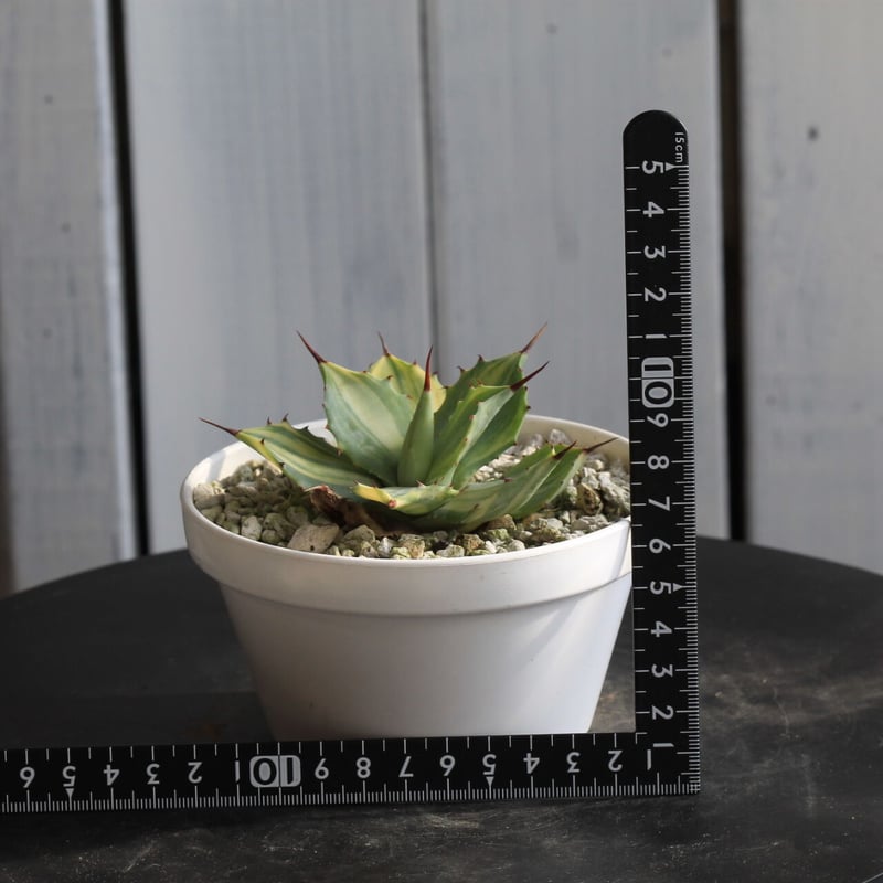 アガベ 台湾株 8株セット 楊貴妃×黒帝斯 他 アガベ 台湾株 8株セット 楊貴妃×黒帝斯 他 - メルカリ