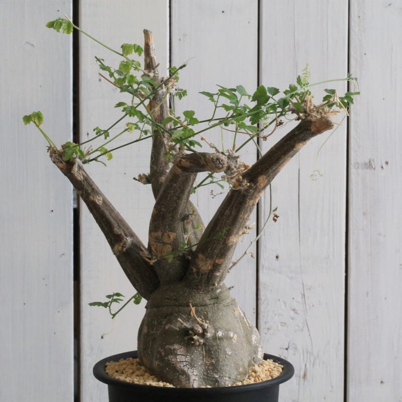 モモルディカ ロストラータ | hanayoshi-botanical