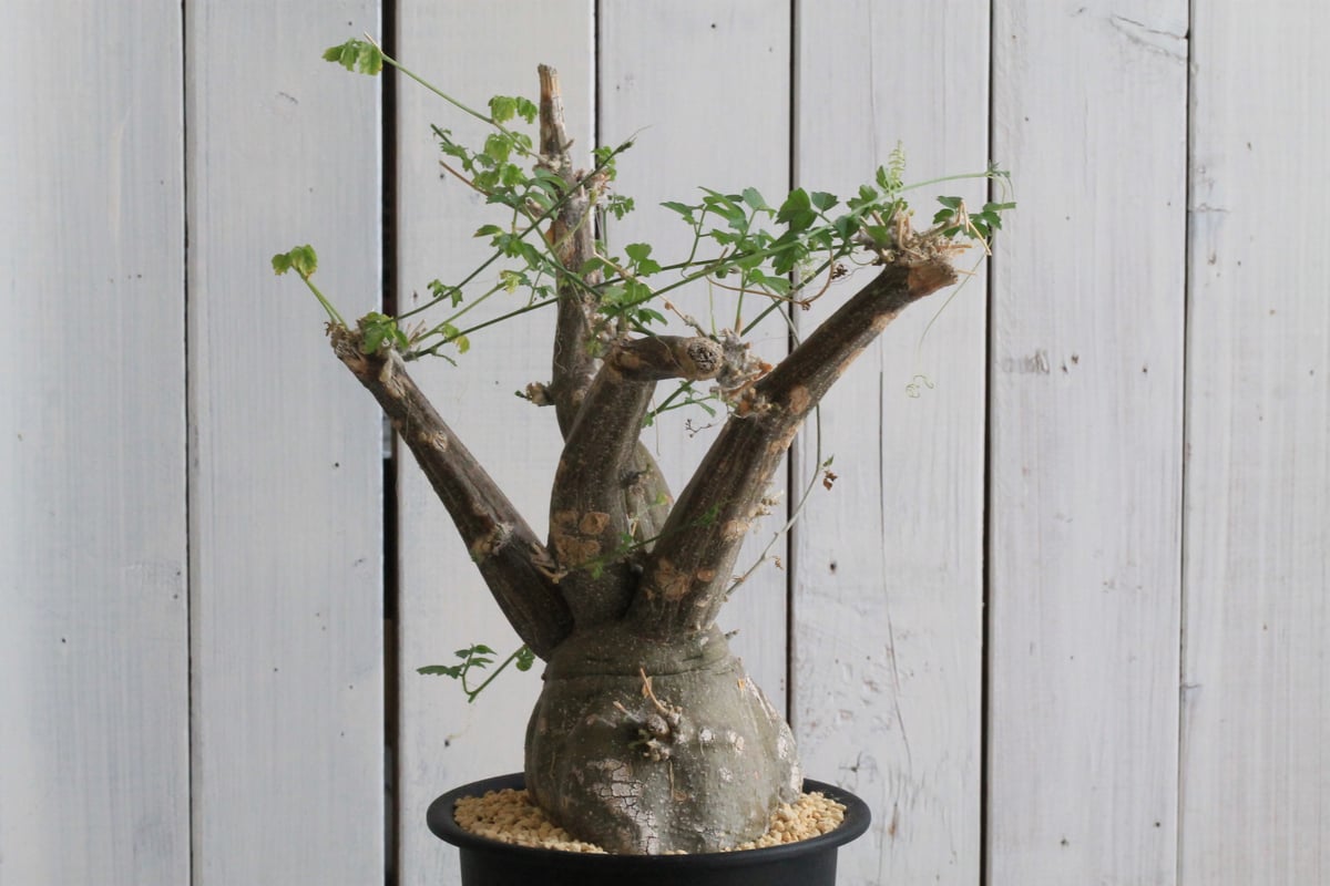 モモルディカ ロストラータ | hanayoshi-botanical