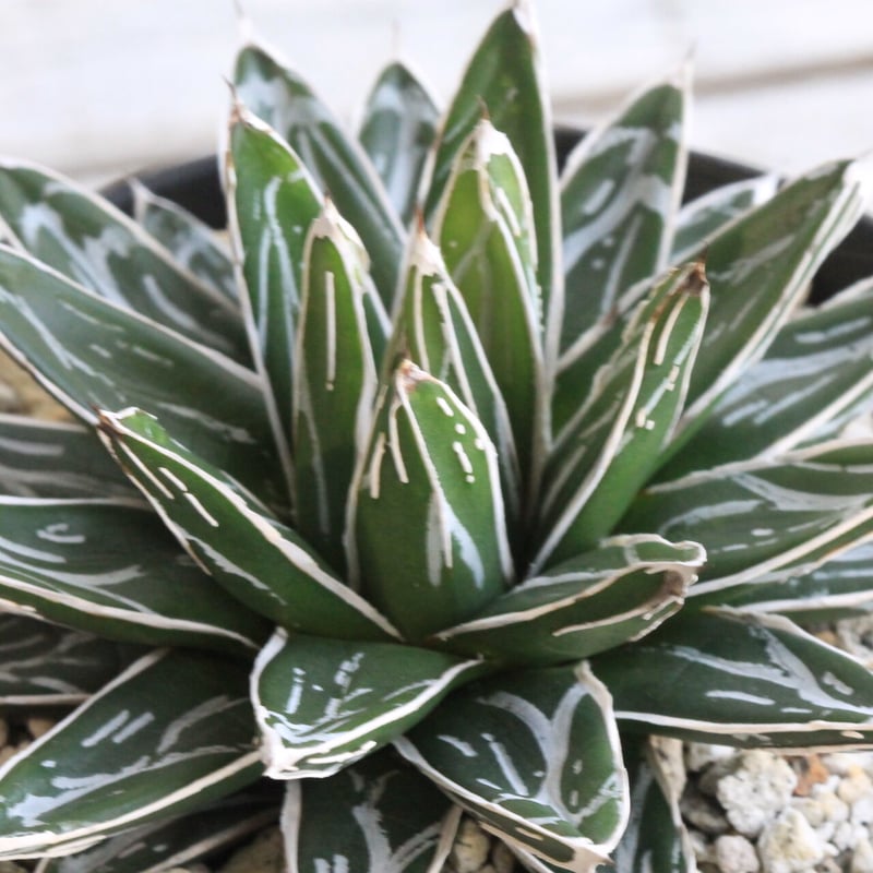 笹の雪 輝山 アガベ 姫笹の雪 児玉姫笹の雪 丸葉