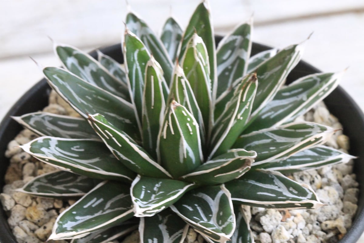 アガベ 児玉姫笹の雪 | hanayoshi-botanical