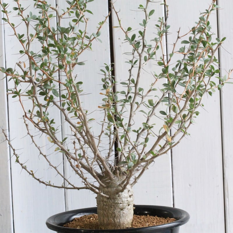 【しゃぼてんぬ】フォークイエリアコルムナリス　観峰玉 その他植物 – Hachi-8