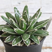 アガベ オバティフォリア キラー | hanayoshi-botanical