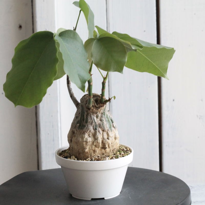 ボンバックス　エリプチカム プセウドボンバックスエリプティクム