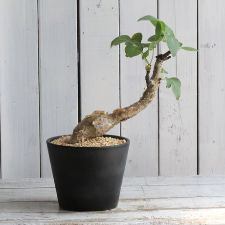 コミフォラグイドッティ | STORES