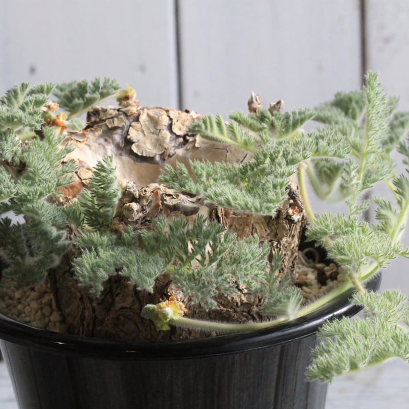 ペラルゴニウム トリステ・チレコドン ペアルソニー 現地球 ペラルゴニウム トリステ・チレコドン ペアルソニー 現地球