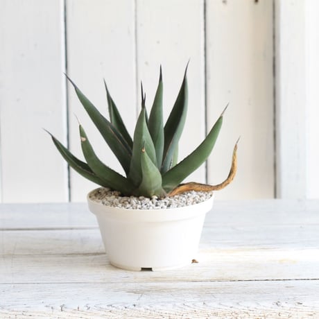 Agave　シャークスキン