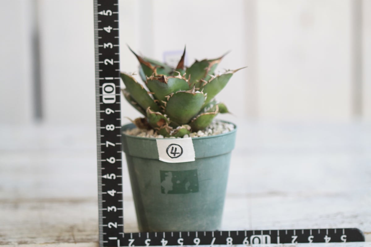 アガベ チタノタ FO76 EUSM02 | hanayoshi-botanical アガベ チタノタ FO76 EUSM02 | hanayoshi-botanical