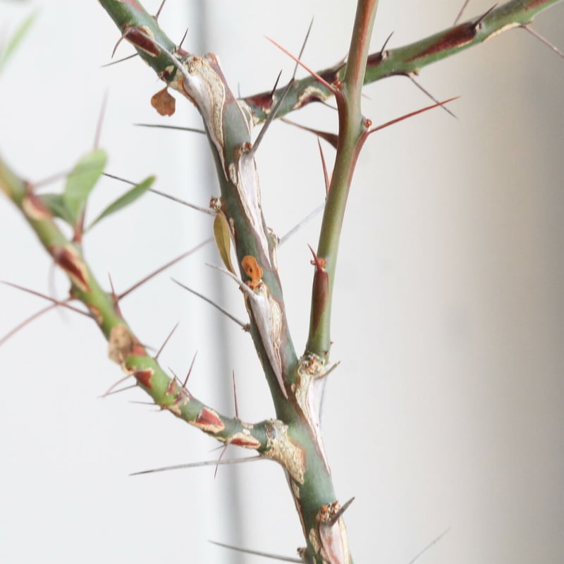 フォークイエリア ファシクラータ | hanayoshi-botanical
