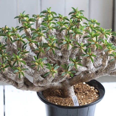 Euphorbia guillauminiana ギラウミニアナ