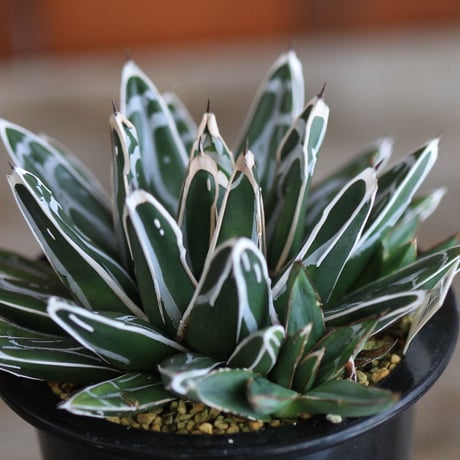 agave victoriae-reginae 姫笹の雪