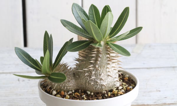 原種ベゴニア　アンボディフォラヘンシス 原種ベゴニア アンボディフォラヘンシス