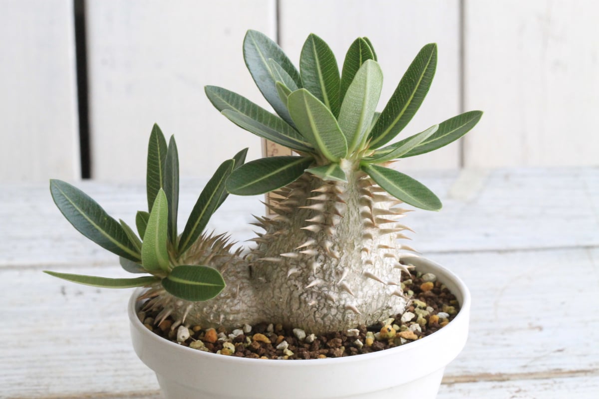 パキポディウム レウコキサンツム×タッキー② | hanayoshi-botanical