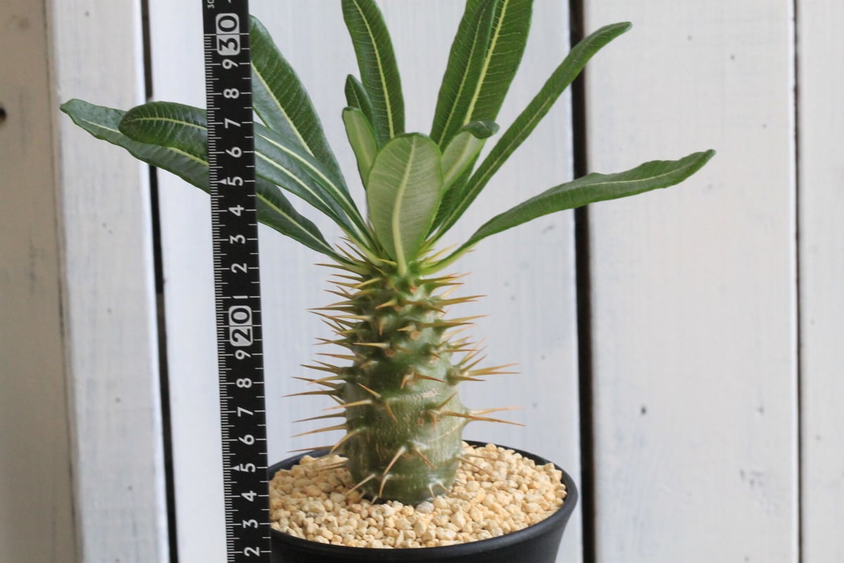 パキポディウム　アンボンゲンセ パキポディウム アンボンゲンセ | hanayoshi-botanical