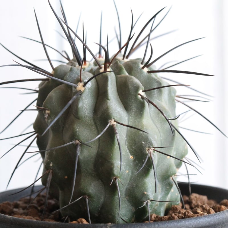 コピアポア ディアルバータ | hanayoshi-botanical