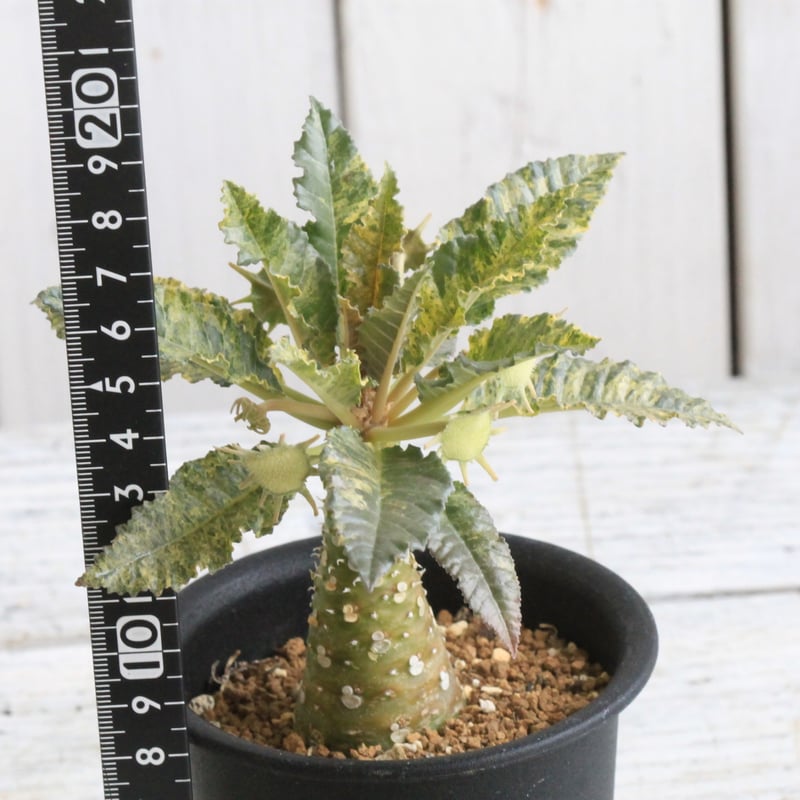 【開花株】ドルステニア　ホルウッディ錦　実生株　ポットごと発送 開花株】ドルステニア ホルウッディ錦 実生株 ポットごと発送