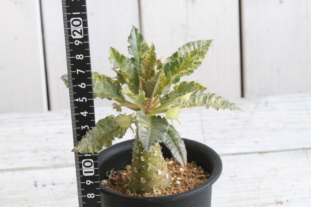 ドルステニア ホルウッディHYB | hanayoshi-botanical