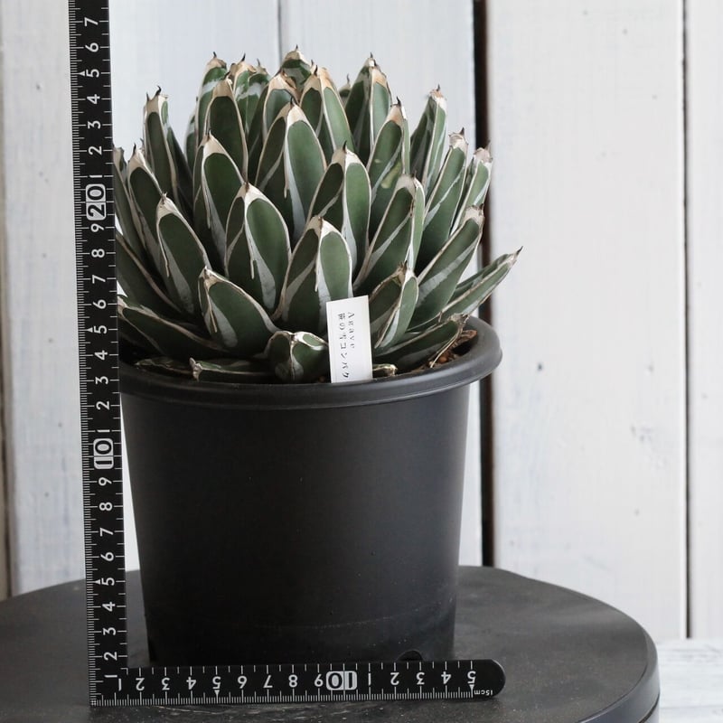 アガベ　笹の雪　発根済み　中株 アガベ 笹の雪 特ワイド 濃ペンキ | hanayoshi-botanical