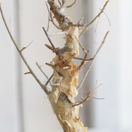 Commiphora holtziana　ホルトジアナ