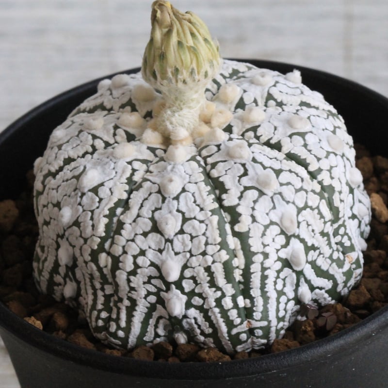 スーパー兜　アストロフィツム　サボテン　恩塚　ランポー サボテン アストロフィツム 恩塚ランポー×スーパー兜 実生