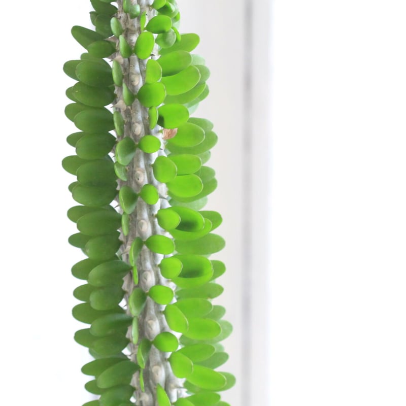 アローディア 大型亜竜木 | hanayoshi-botanical