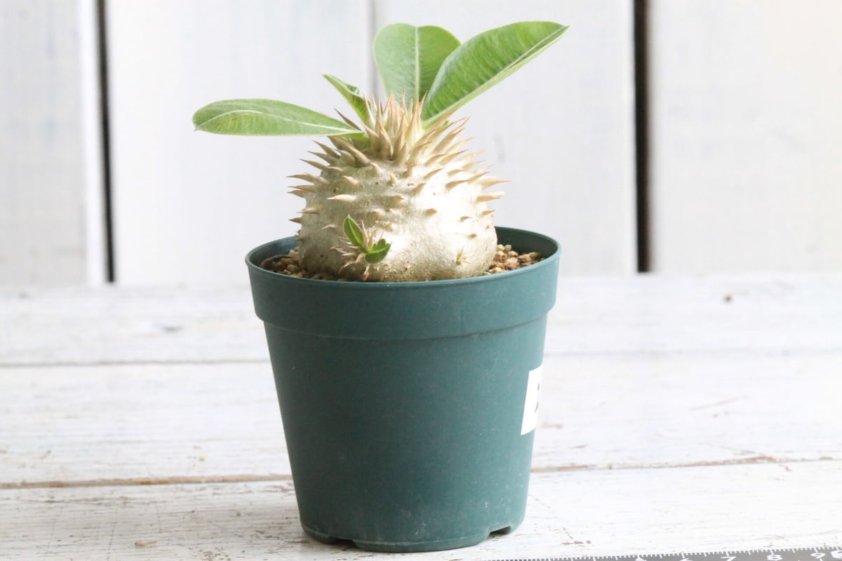 東京739パキポディウム 特選花盛り⑨ ほぼ白花 レウコキサンツム（純白