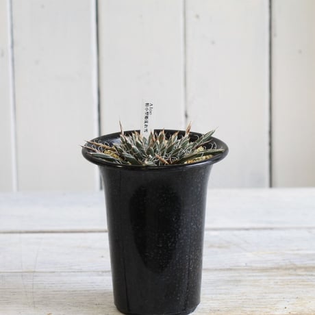 Agave 特小型姫乱雪