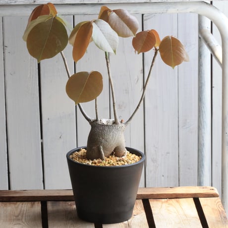 沖縄実生！超緑！最高！ボンバックス！ ボンバックスの現品商品 | 観葉植物通販AONOKI（あおのき）
