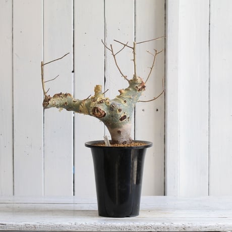 Commiphora カタフ