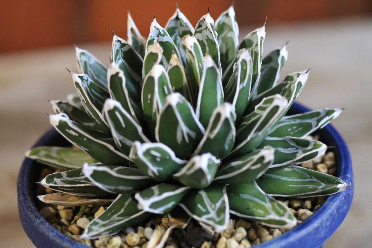 agave victoriae-reginae 児玉姫笹の雪 | hanayoshi-bota agave victoriae-reginae 児玉姫笹の雪 | hanayoshi-bota