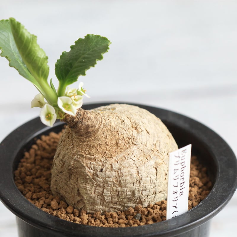 ユーフォルビア プリムリフォリア　発根済み ユーフォルビア プリムリフォリア | hanayoshi-botanical