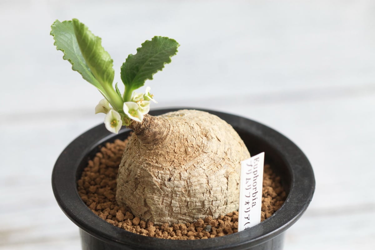 キ8129 「現地」ユーフォルビア プリムリフォリア 抜き苗【未発根