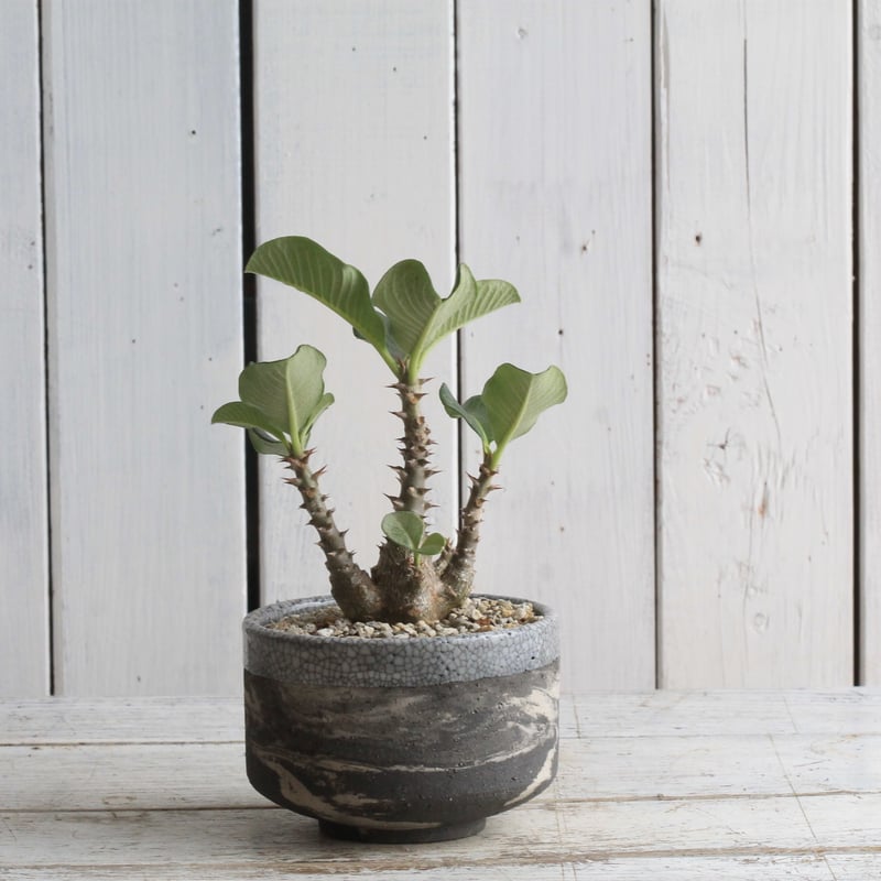 パキポディウム ウィンゾリー Hanayoshi-botanicalオリジナルポット